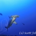 shark_hammerhead_scalloped_alc_ci_h_0045_cos1185.jpg